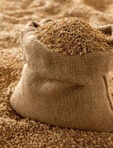 Organic Whole Wheat Grain