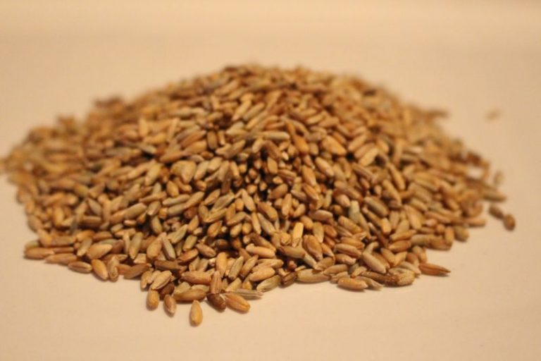 Rye Whole Grain Organic 6p/kg The Seedy Sister