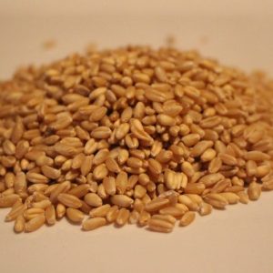 Whole Wheat Grain Organic