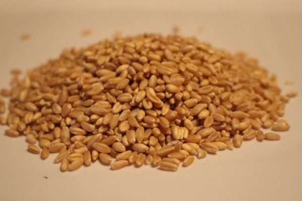 Wheat Whole Grain Organic